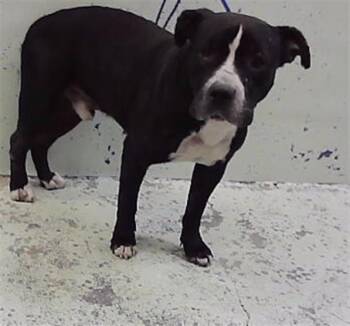 A2097346 -  Staffordshire Bull Terrier and Mixed Breed Dog for Adoption in Houston, Texas - A2097346 | PetCurious