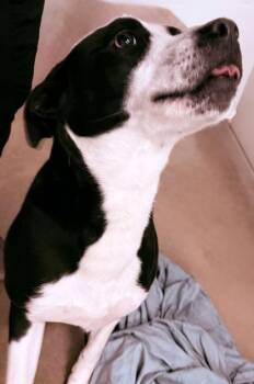 Terrier and Mixed Breed Dogs Available for Adoption in Paducah, Kentucky - Chase | PetCurious