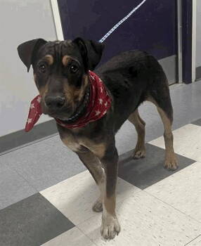 Rescue Shepherd and Shar Pei Dogs for Adoption in Salt Lake City, Utah - Sundance | PetCurious