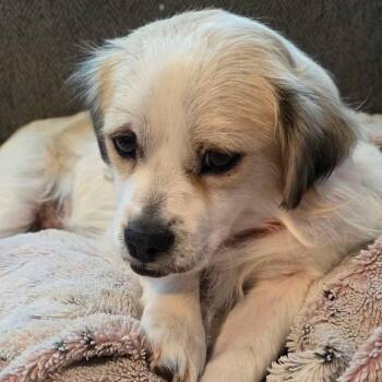 Teddy -  Terrier Dog for Adoption in New London, Wisconsin - Teddy | PetCurious