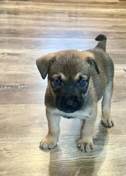 Rescue Mixed Breed Dogs for Adoption in Racine, Wisconsin - Chaise Lounge | PetCurious