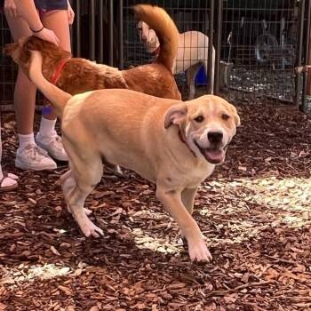 Labrador Retriever Dogs Available for Adoption in Boerne, Texas - Stellan | PetCurious