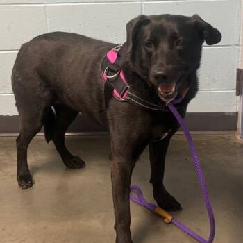 Dahlia -  Mixed Breed Dog for Adoption in Dekalb, Illinois - Dahlia | PetCurious