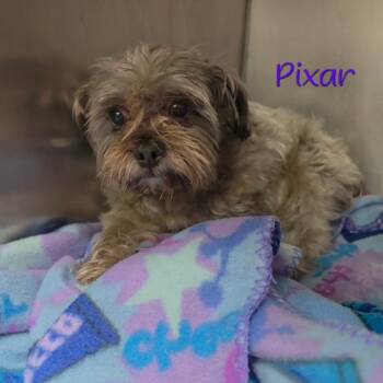 Pixar -  Shih Tzu and Mixed Breed Dog for Adoption in Parkersburg, West Virginia - Pixar | PetCurious