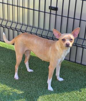 26Panera -  Chihuahua Dog for Adoption in Shingle Springs, California - 26Panera | PetCurious
