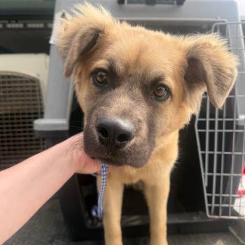Elliot -  Chow Chow and Mixed Breed Dog for Adoption in Montgomery, Alabama - Elliot | PetCurious