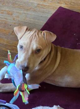 Pistachio AKA Phoebe -  Pit Bull Terrier Dog for Adoption in Minneapolis, Minnesota - Pistachio AKA Phoebe | PetCurious