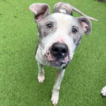 Mixed Breed Dogs Available for Adoption in Loxahatchee Groves, Florida - Eddie *783 | PetCurious