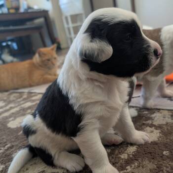 Rescue Hound Dogs for Adoption in West Plains, Missouri - Polar | PetCurious