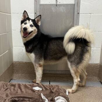 Siberian Husky Dogs Available for Adoption in League City, Texas - Brandi | PetCurious