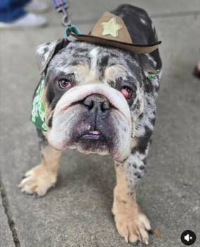 English Bulldog Dogs Available for Adoption - Tantrum | PetCurious