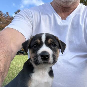 JJ -  Beagle and Boxer Dog for Adoption - JJ | PetCurious