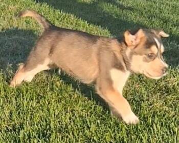 Loren/4 -  Cattle Dog and German Shepherd Dog Dog for Adoption in Thompson Falls, Montana - Loren/4 | PetCurious