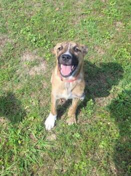 Labrador Retriever Dogs Available for Adoption in Rosenberg, Texas - SIMBA | PetCurious