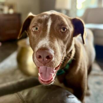 Kodi -  Labrador Retriever and Catahoula Leopard Dog Dog for Adoption in Ennis, Texas - Kodi | PetCurious