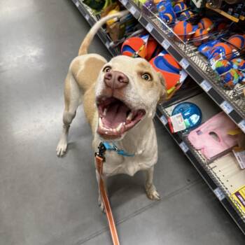 Mixed Breed Dogs Available for Adoption - Ridge | PetCurious