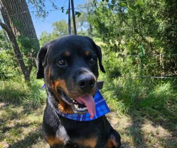 Whiskey -  Rottweiler Dog for Adoption in Polk, Ohio - Whiskey | PetCurious