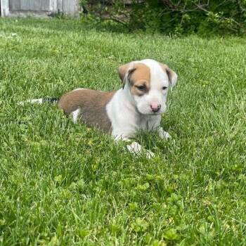 Shepherd and Mixed Breed Dogs Available for Adoption in Dayton, Ohio - Clay | PetCurious