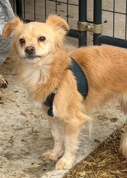 Chihuahua Dogs Available for Adoption - Simba | PetCurious