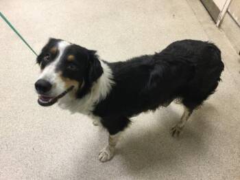 Border Collie Dogs Available for Adoption in Riverside, California - RAPUNZEL | PetCurious