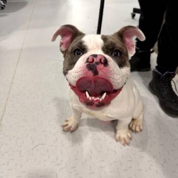 English Bulldog Dogs Available for Adoption in Northbrook, Illinois - Mr. Don Won Mon | PetCurious