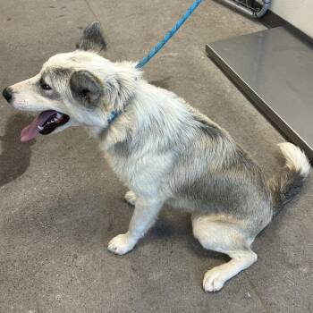 111985 -  Mixed Breed Dog for Adoption in Las Cruces, New Mexico - 111985 | PetCurious