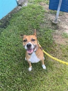Star -  Mixed Breed Dog for Adoption in Vero Beach, Florida - Star | PetCurious