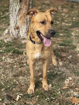 Rescue German Shepherd Dog and Mixed Breed Dogs for Adoption in Springfield, Illinois - Scooby | PetCurious