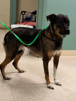 Goose -  German Shepherd Dog and Mixed Breed Dog for Adoption in Mineral, Virginia - Goose | PetCurious