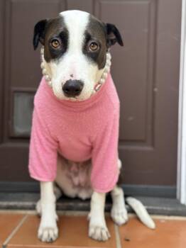 Rescue German Shorthaired Pointer and Pit Bull Terrier Dogs for Adoption in Los Angeles, California - Bunny Mellon Is Delight | PetCurious