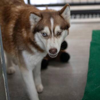 Pomeranian and Husky Dogs Available for Adoption in Peyton, Colorado - Sabino (MR26-326) | PetCurious