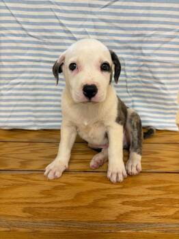 Haribo -  Boxer and Labrador Retriever Dog for Adoption in Clinton, South Carolina - Haribo | PetCurious