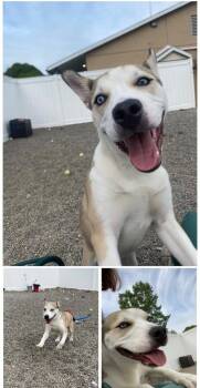 Rescue Husky Dogs for Adoption in Binghamton, New York - Champ | PetCurious