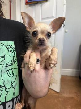 Mouse -  Chihuahua Dog for Adoption in Bolivar, Missouri - Mouse | PetCurious