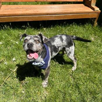 Oliver -  French Bulldog and American Bulldog Dog for Adoption in Logan, Utah - Oliver | PetCurious