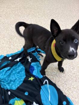 Rescue Husky and Mixed Breed Dogs for Adoption - Dots | PetCurious