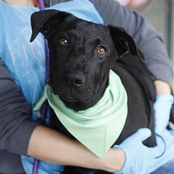Labrador Retriever Dogs Available for Adoption in San Antonio, Texas - CHUCHA | PetCurious