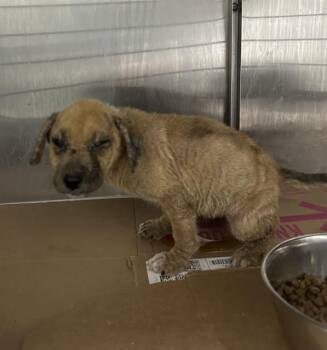 Rescue Labrador Retriever and Mixed Breed Dogs for Adoption in Pasadena, Texas - HUNT | PetCurious