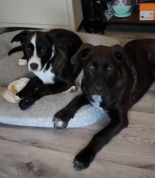 Rescue Great Pyrenees and German Shepherd Dog Dogs for Adoption in Pflugerville, Texas - Timmy | PetCurious