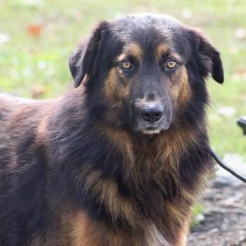 Rambo -  Great Pyrenees and Australian Shepherd Dog for Adoption in Columbia, South Carolina - Rambo | PetCurious
