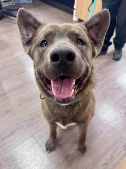 Koda -  Cane Corso and Husky Dog for Adoption in Gillette, Wyoming - Koda | PetCurious