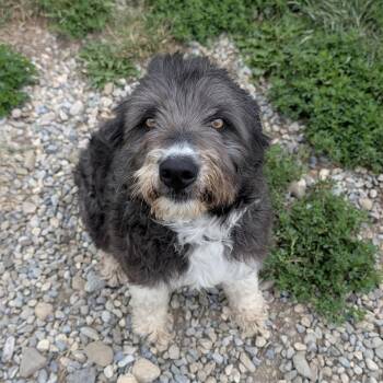 June -  Bearded Collie and Border Collie Dog for Adoption in Choteau, Montana - June | PetCurious