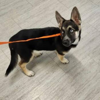 Rescue Siberian Husky and Shepherd Dogs for Adoption in Anderson, California - Liliana | PetCurious