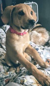 Rescue Rhodesian Ridgeback and Yellow Labrador Retriever Dogs for Adoption in Gainesville, Georgia - Goldie Hawn | PetCurious