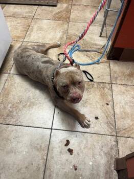 Sweet Tart -  Mixed Breed Dog for Adoption in Cincinnati, Ohio - Sweet Tart | PetCurious