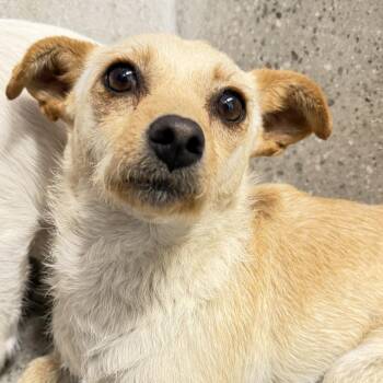 Kelly Bundy -  Terrier and Mixed Breed Dog for Adoption in Los Angeles, California - Kelly Bundy | PetCurious