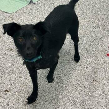 Ocean -  Mixed Breed Dog for Adoption in Clavet, Saskatchewan - Ocean | PetCurious
