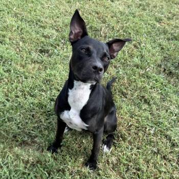Digi -  Mixed Breed Dog for Adoption in Spokane, Washington - Digi | PetCurious