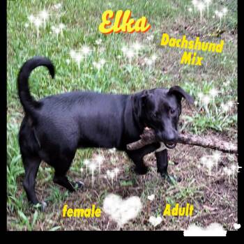 Elka WA14429-T -  Dachshund Dog for Adoption in Missouri City, Texas - Elka WA14429-T | PetCurious