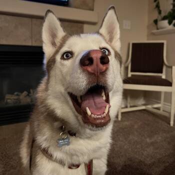 Weston -  Husky Dog for Adoption in Murray, Utah - Weston | PetCurious